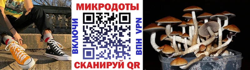 цены   Кирс  Псилоцибиновые грибы GOLDEN TEACHER 